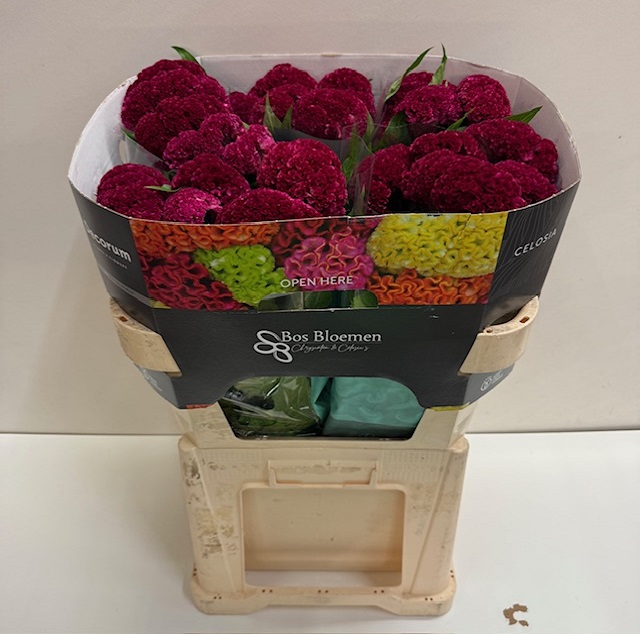 Celosia reprise velvet.jpg